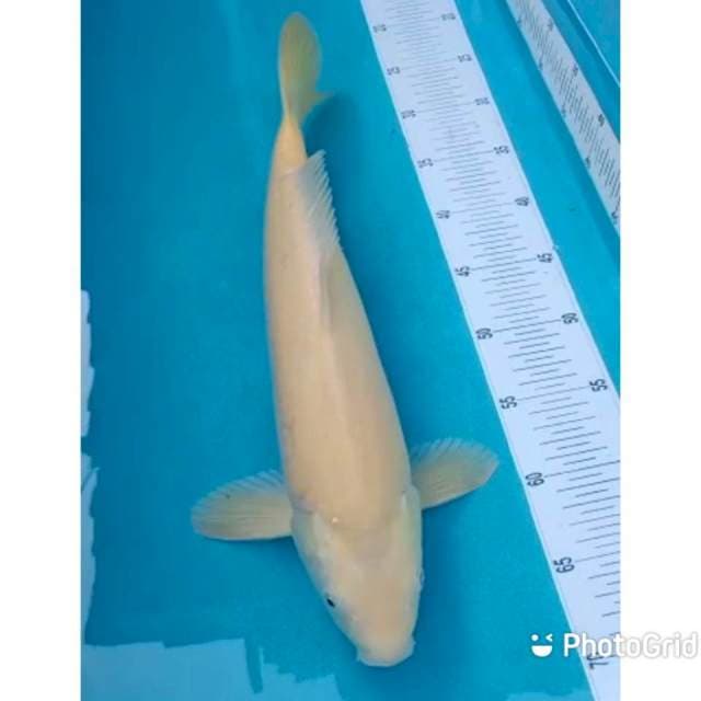 Jumbo karashi bersih 44cm