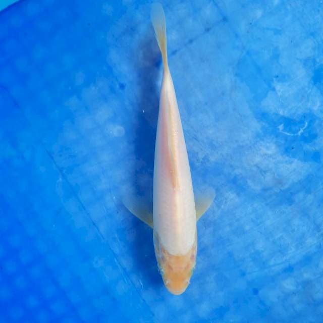 Shiromuji 21cm