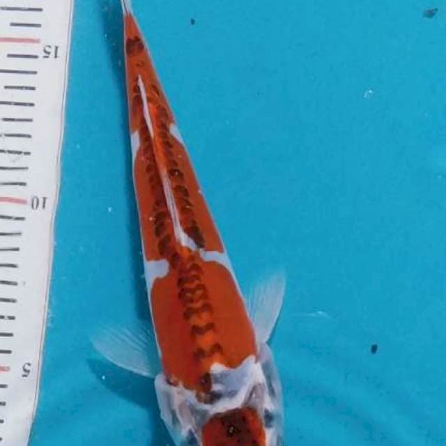 MARUTEN KIKO 17CM 