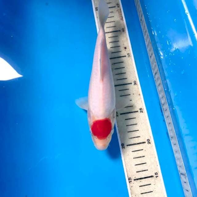 Tancho Kohaku, 23 cm