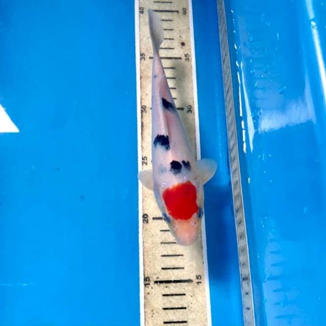 Tancho Sanke, 19 cm