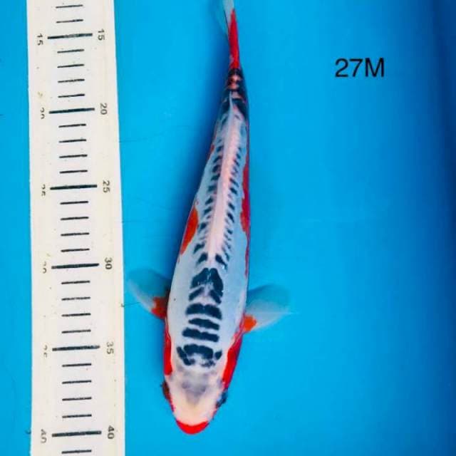 Shusui, 27 Male