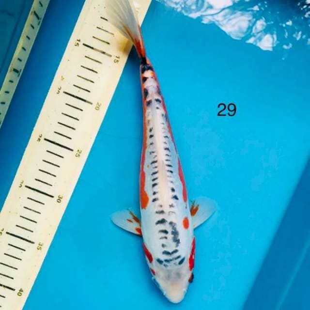 Shusui, 29cm