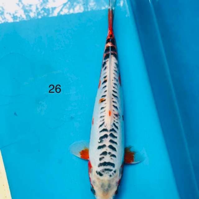 Shusui, 26cm