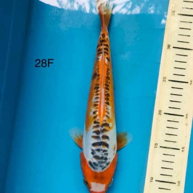 Shusui, 28cm female