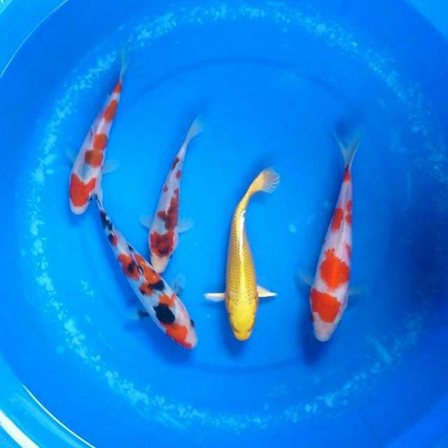 Sk mix