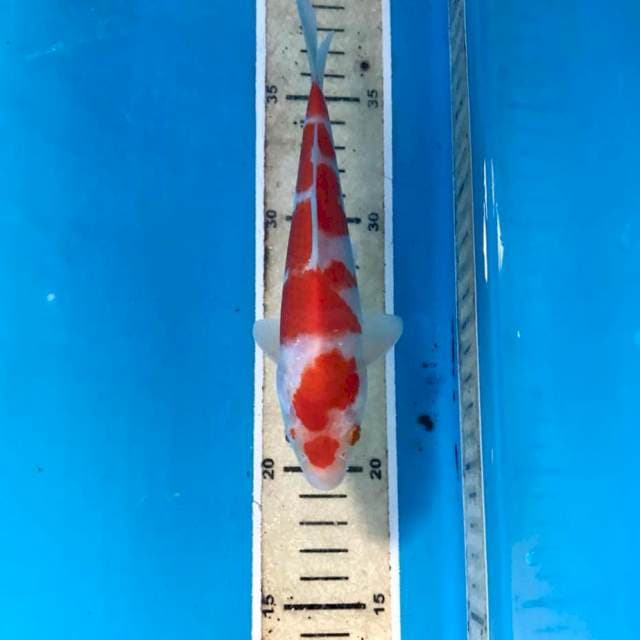 Kohaku, 17 cm
