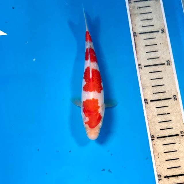 Kohaku, 18 cm