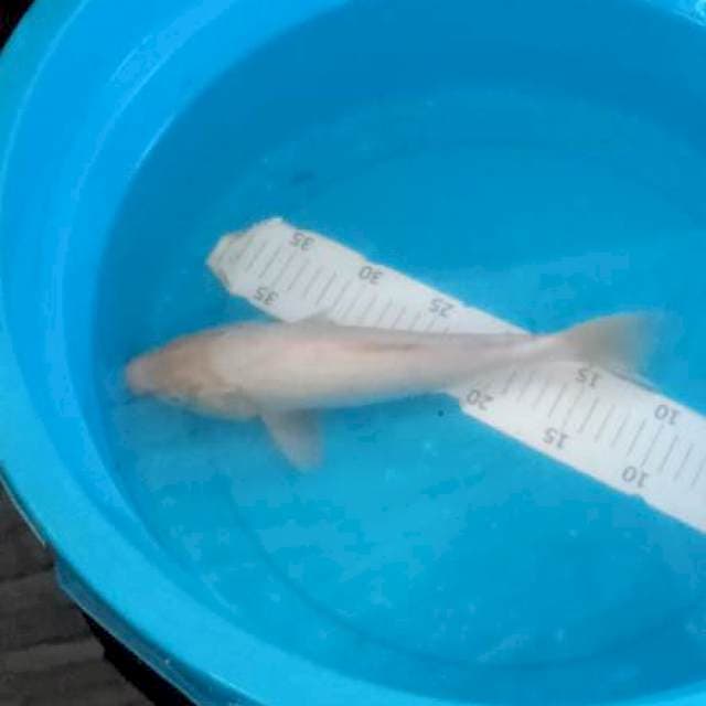 Ikan cantik