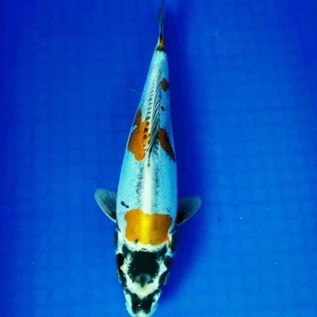 Kikokuryu 32 cm