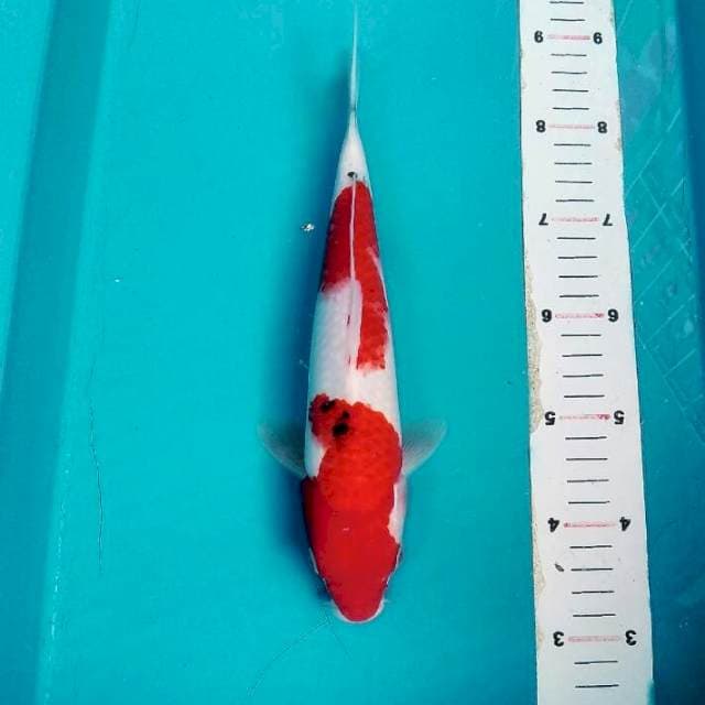 Sanke 27 cm