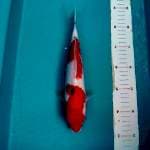 Sanke 27 cm