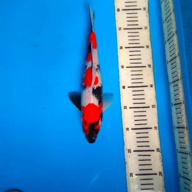 Showa 31cm