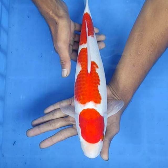 Kohaku 36cm
