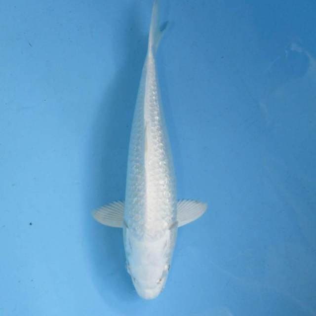 white platinum