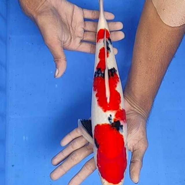 Sanke 36cm