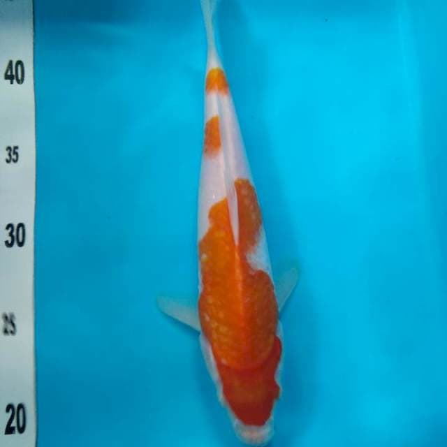 Kohaku