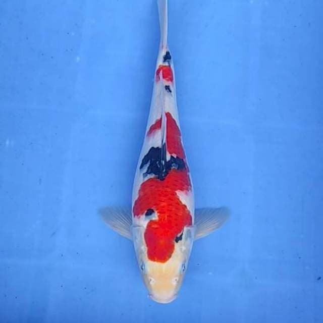 Sanke 32cm