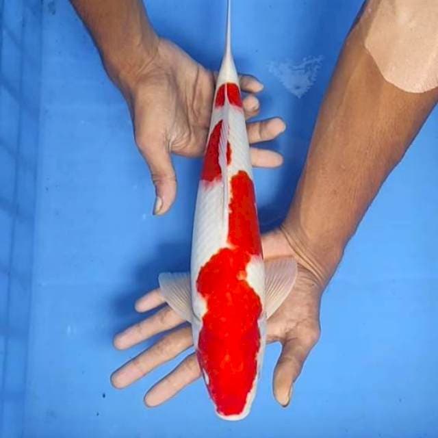 Kohaku 35cm
