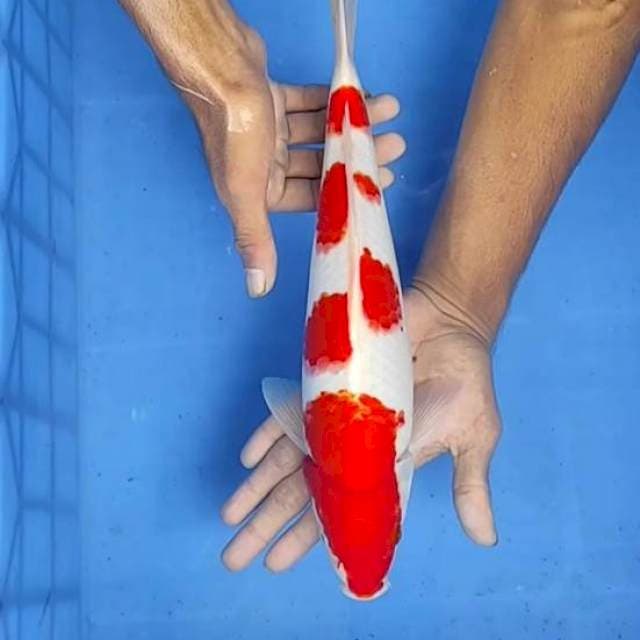 Kohaku 35cm