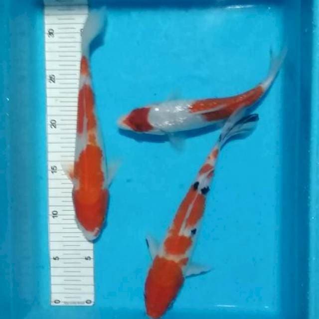 22-26cm