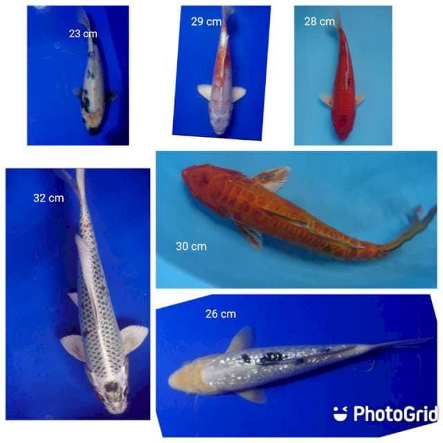 Paket mixx 6 ekor 23-----32 cm