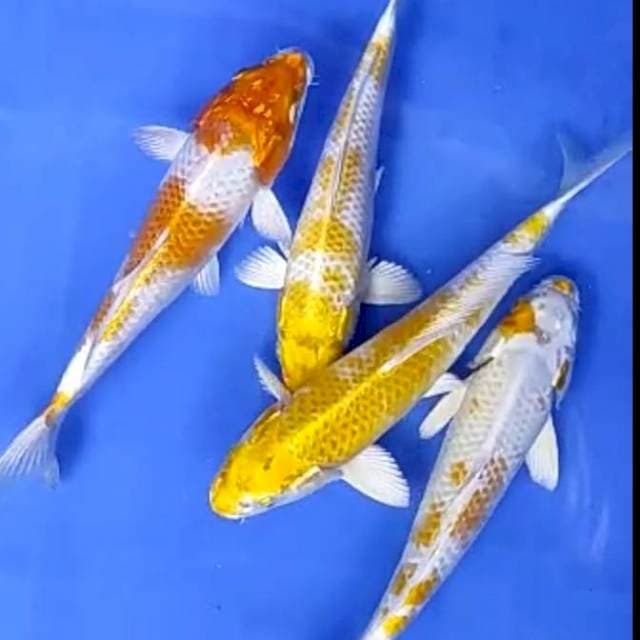 4 EKOR HARIWAKE # 22-24CM
