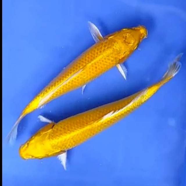 2 EKOR OGON # 27-27CM