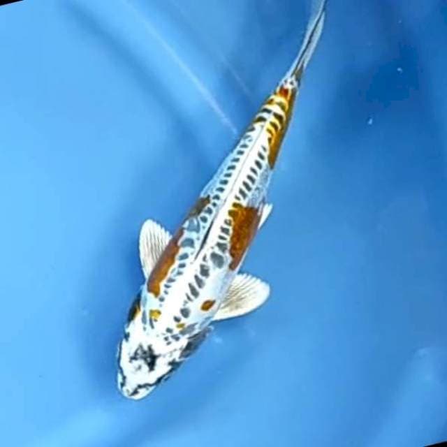 KIKO # 25CM