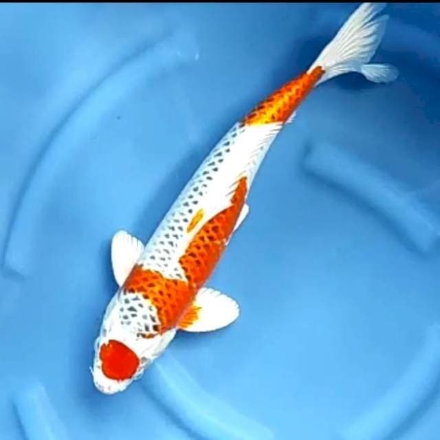 KUJAKU JUMBO # 45CM