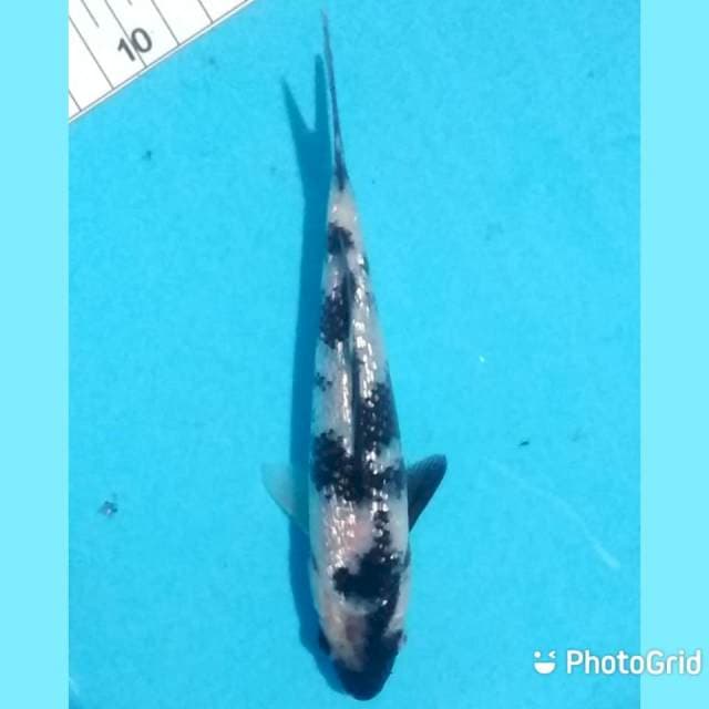 17cm