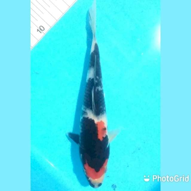 20cm