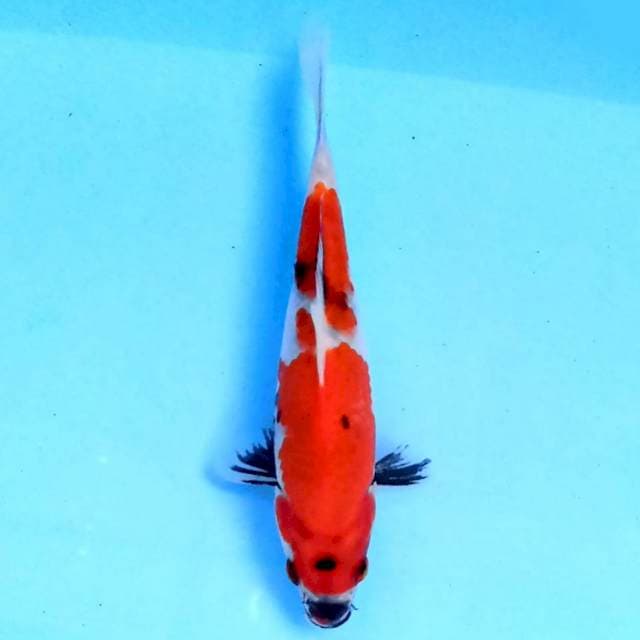 Showa 18 cm