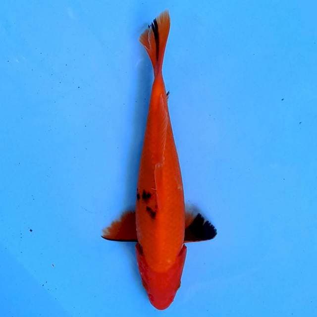 Aka Bekko 22 cm