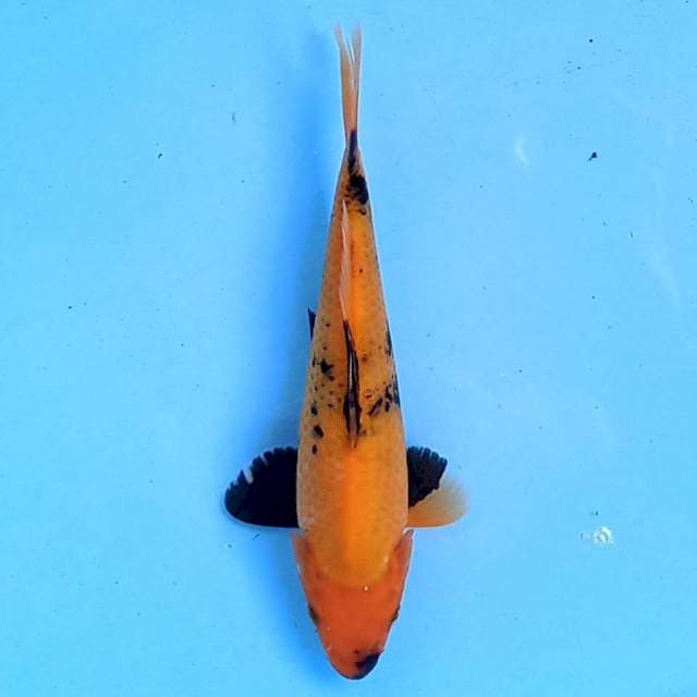 Utsuri 20 cm