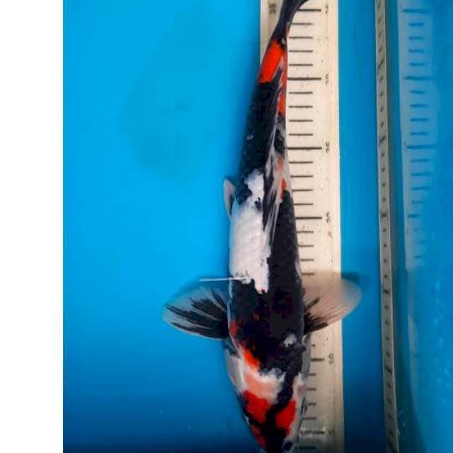 Showa 35cm