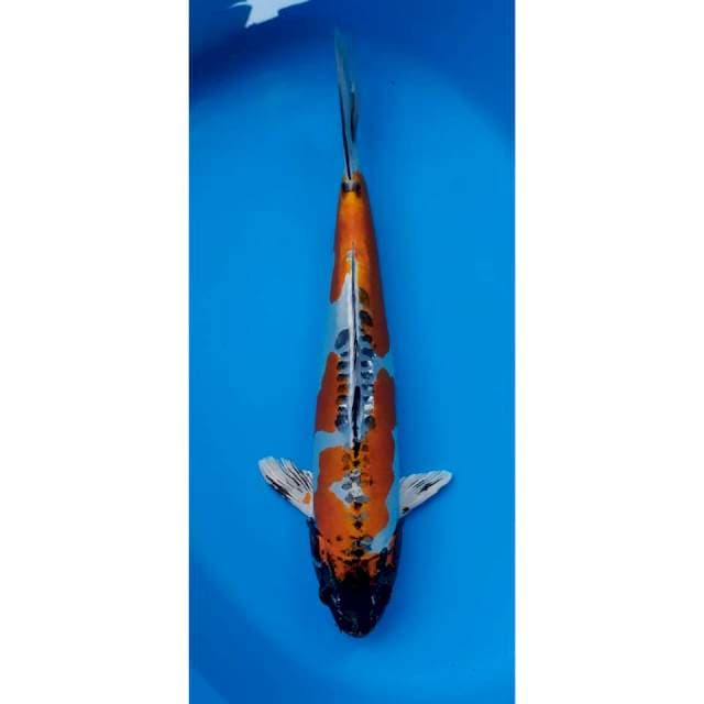 kikokuryu 38 cm