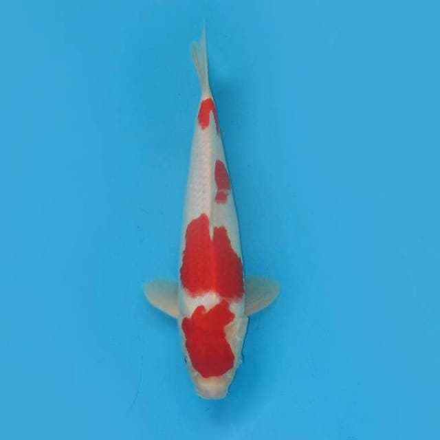Kohaku ori 