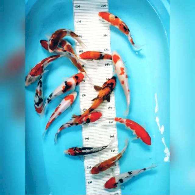 mix lengkap
