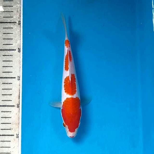 Kohaku, 21 cm