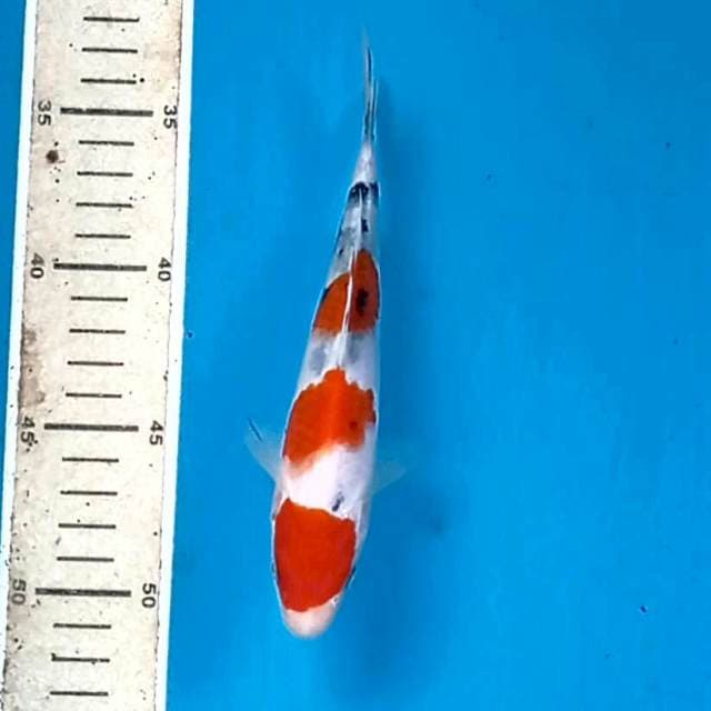 Sanke, 18 cm