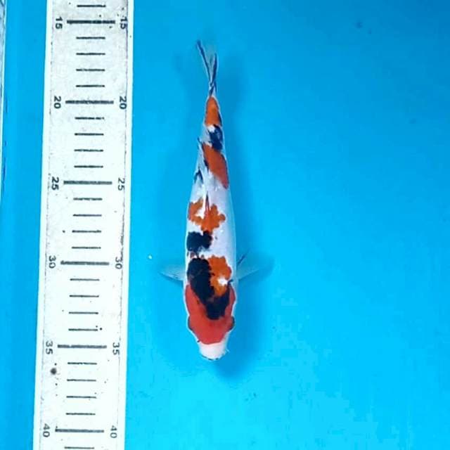 Sanke, 19 cm