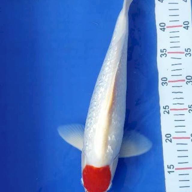 Tc Kohaku