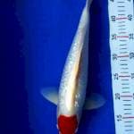 Tc Kohaku