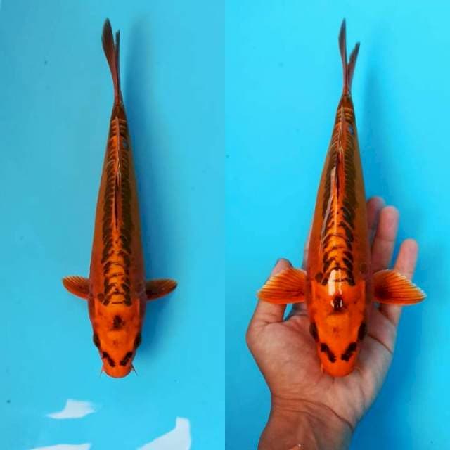 Orenji Mizuo ogon