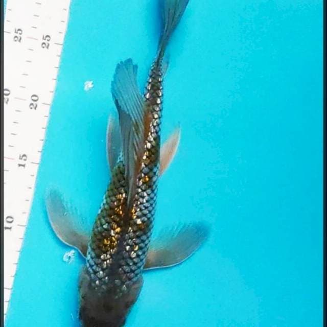 Kumpay Ochiba Ginrin 31cm