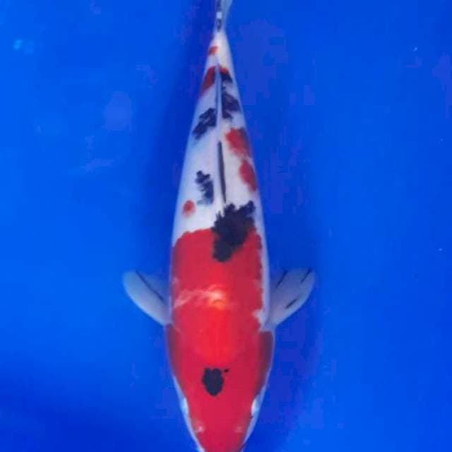 Sanke 30cm