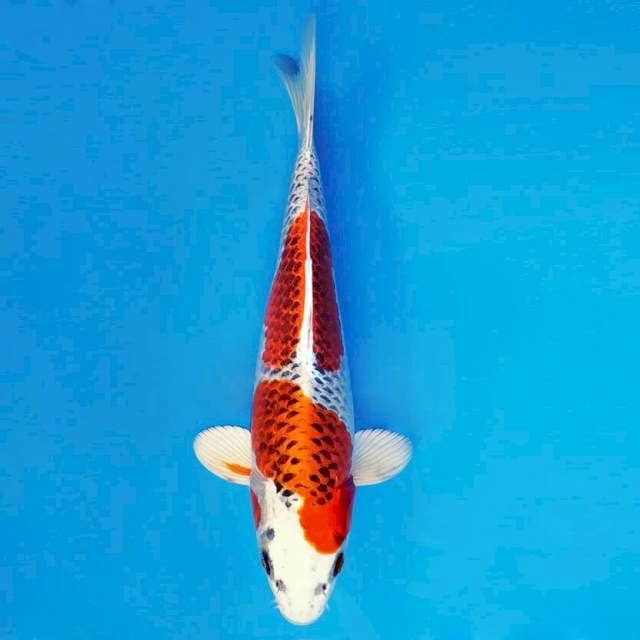 TENJIN 2 - Kujaku ®