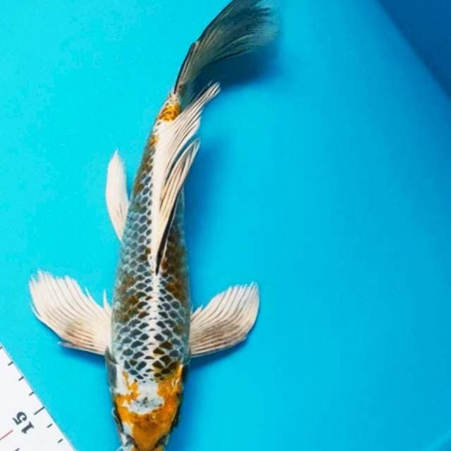 Kumpay Kin Kujaku 29cm