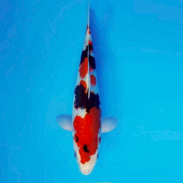 TENJIN 5 - Taisho Sanke ®